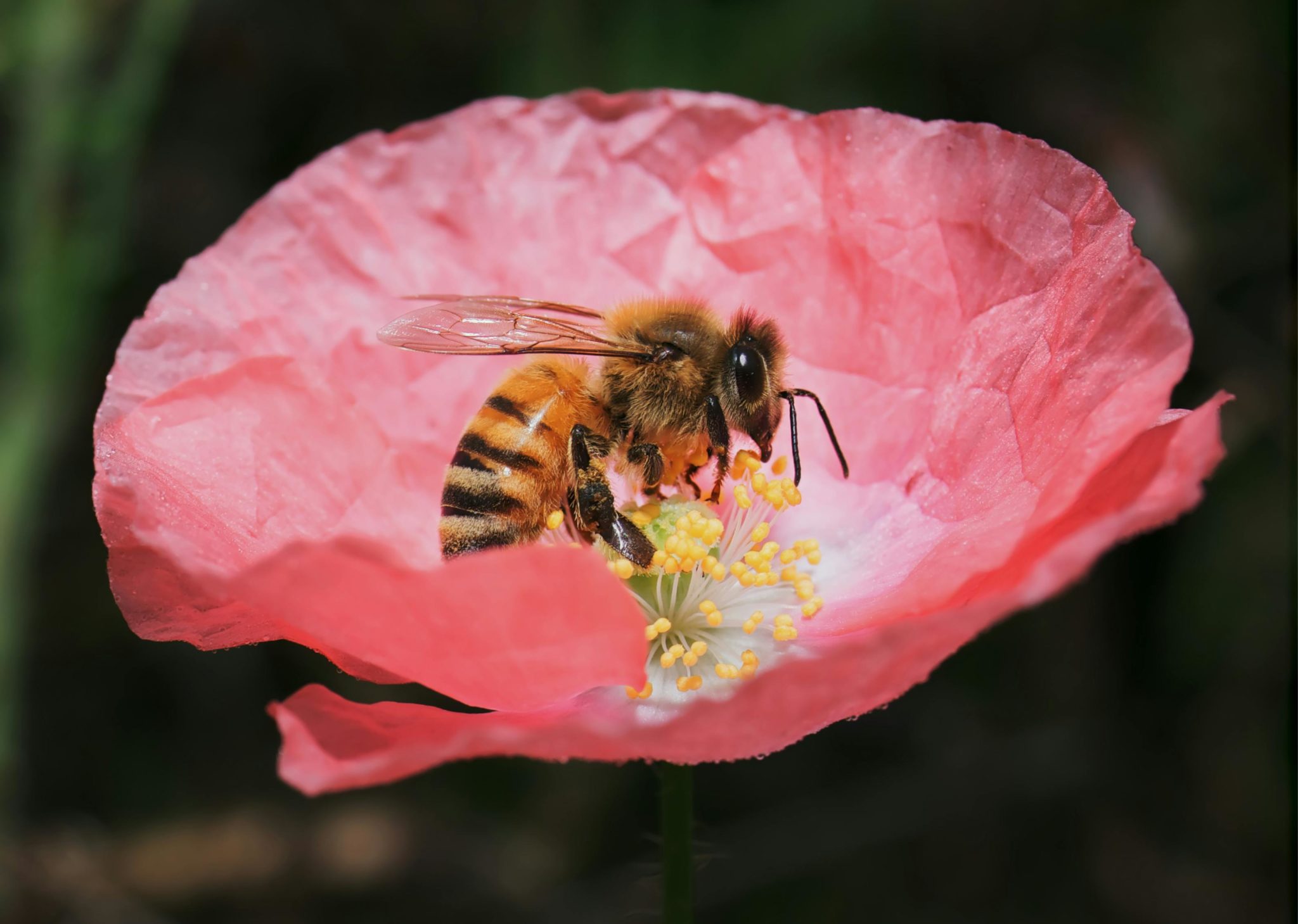 Image of bee on a flower