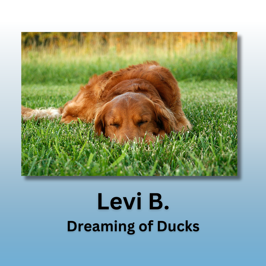 Photo of a golden retriever sleeping in the grass. Text reads Kaden R. Dreaming of Ducks