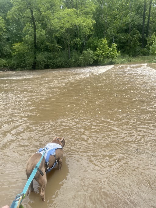 Photo of a brown dog with a blue harness and leash standing knee-deep in and drinking water from a flooded creek. The creek water is a turbid brown color with rapids in the top left quadrant of the photo. On the far end of the flooded creek is bright green vegetation. The dog stands on a concrete path that has been completely covered over by the creek water. 