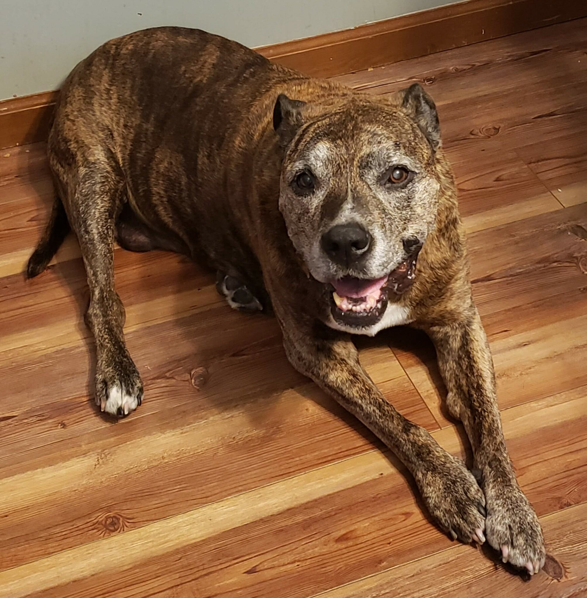 Brown brindle pitbull sitting on the ground smiles at the camera.